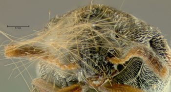 Media type: image;   Entomology 25046 Aspect: head frontal view